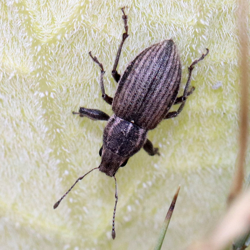White-fringed weevil photo 3