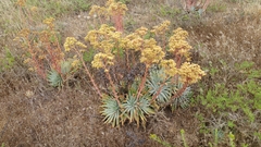 Dudleya virens insularis