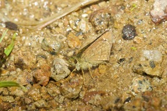 Dalla crithote