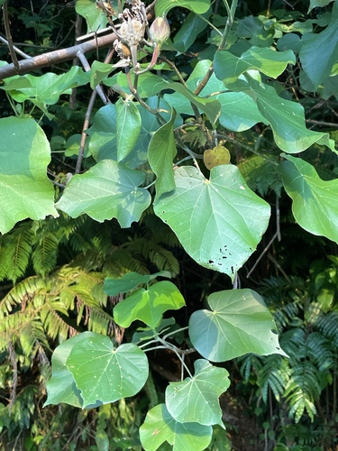 Talipariti tiliaceum observed 2024-08-15