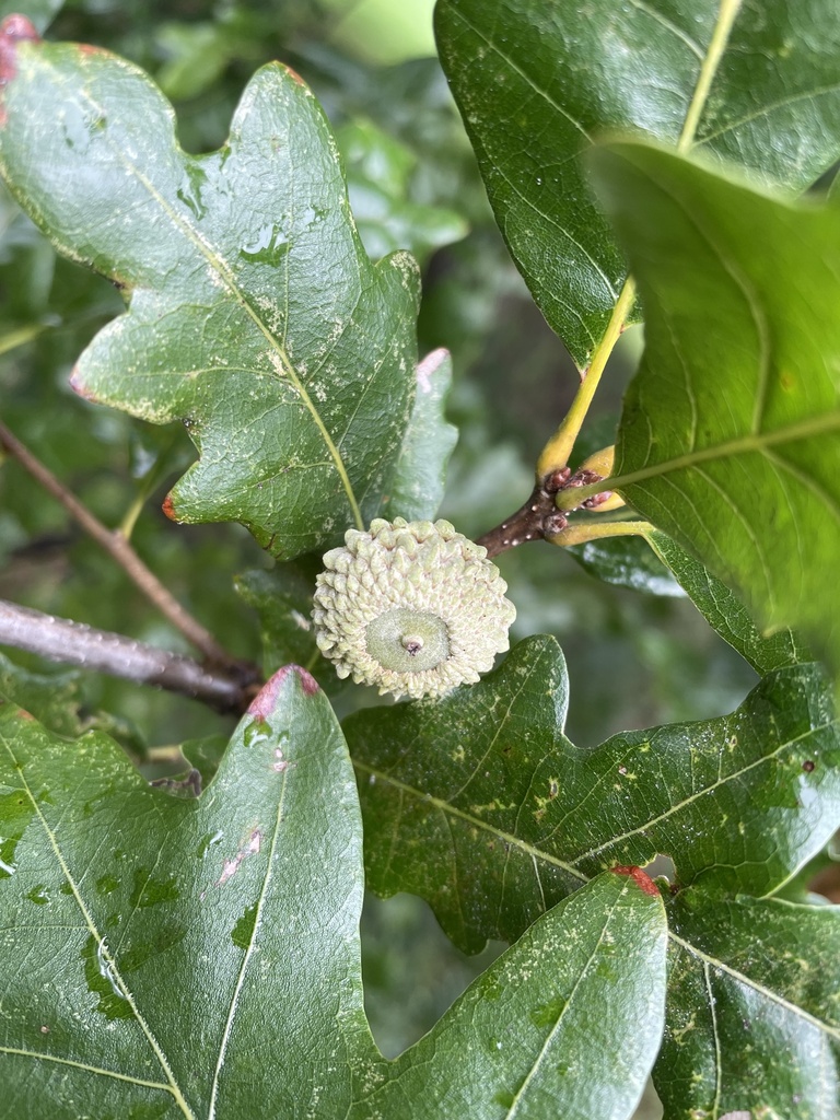 mounds oak