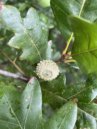 Quercus X humidicola