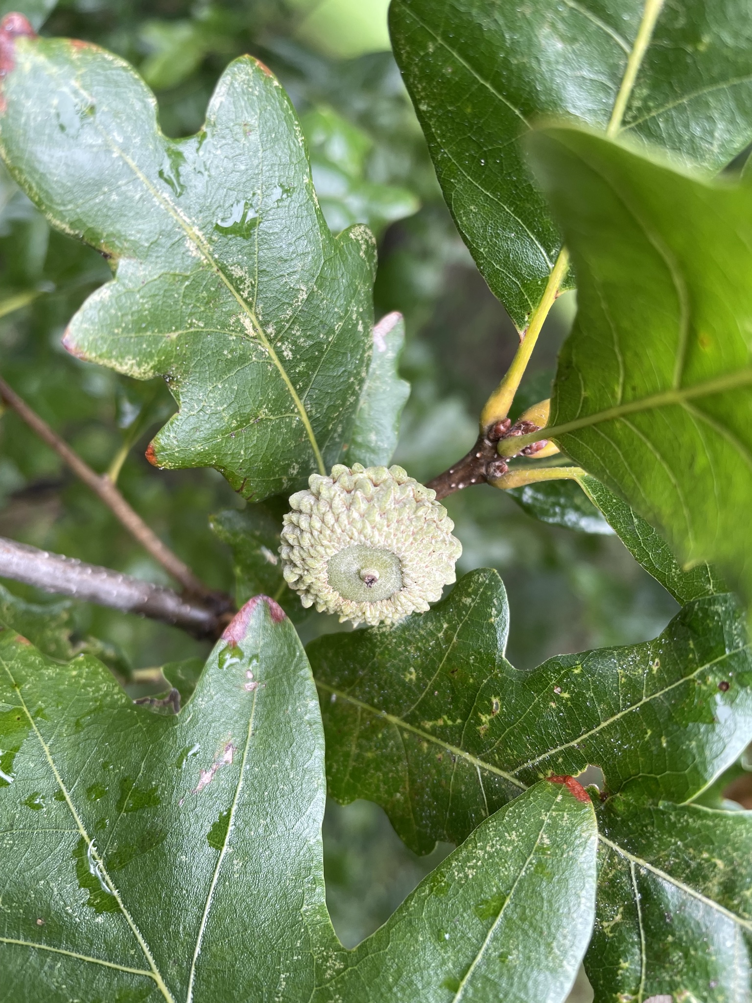 Quercus X humidicola