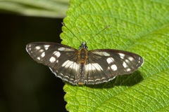 Eresia letitia