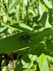 Oncopeltus fasciatus
