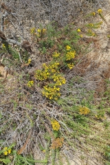 Deinandra clementina