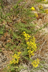 Deinandra clementina