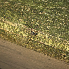 Philodromus