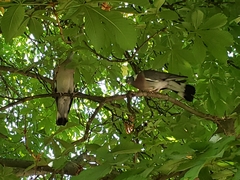 Columba palumbus