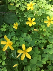Oxalis suksdorfii