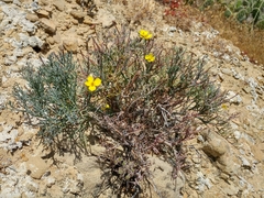 Eschscholzia ramosa