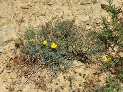 Eschscholzia ramosa