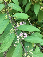 Callicarpa