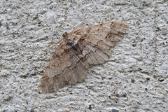 Paradarisa consonaria