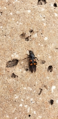Nicrophorus carolina