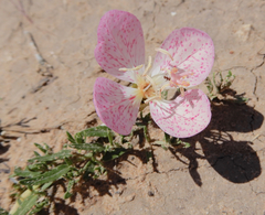Oenothera canescens