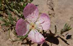 Oenothera canescens