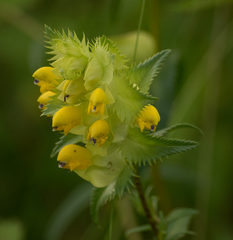 Rhinanthus alectorolophus