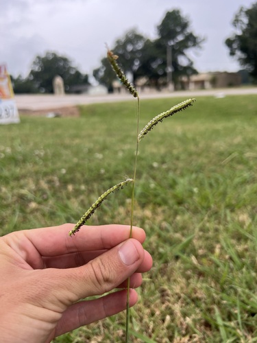 dallisgrass (Paspalum dilatatum)