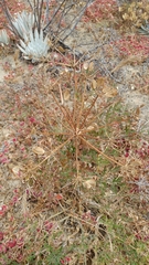 Lomatium insulare