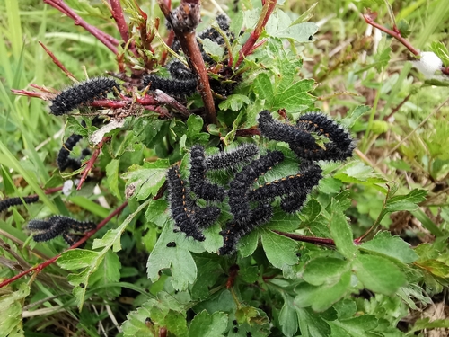 Saturnia pavonia