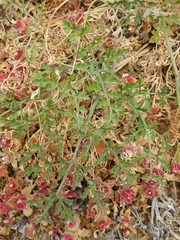 Lomatium insulare