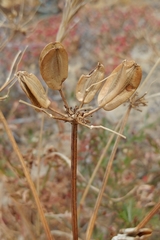 Lomatium insulare