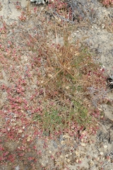 Lomatium insulare