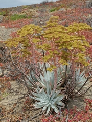 Dudleya virens insularis