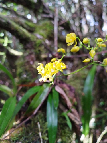Image of Oncidium ornithorhynchum by (c) Sofía García, some rights reserved (CC BY)