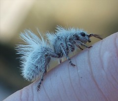 Dasymutilla gloriosa