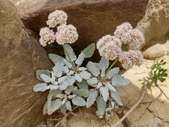 Eriogonum grande timorum