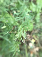 Vicia tetrasperma
