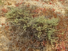 Suaeda taxifolia