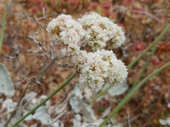 Eriogonum grande timorum