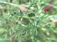 Vicia tetrasperma