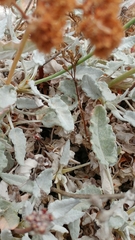 Eriogonum grande timorum