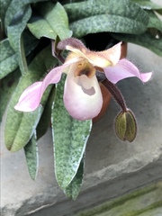 Paphiopedilum