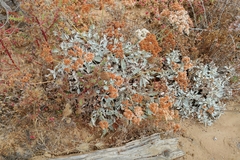 Eriogonum grande timorum