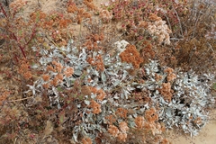 Eriogonum grande timorum