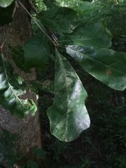 Quercus austrina