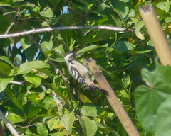 Dendrocopos analis