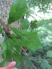 Quercus austrina