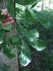 Quercus austrina