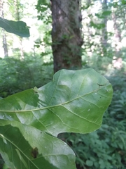 Quercus austrina