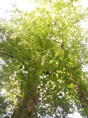 Quercus austrina