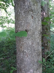 Quercus austrina