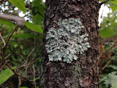 Punctelia caseana