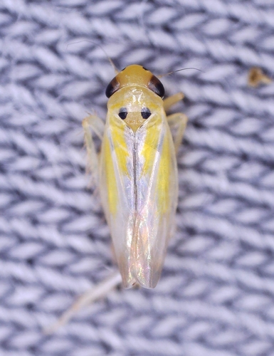 Macrosteles septemnotatus