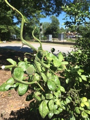 Citrus trifoliata